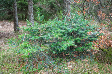 Two young silver firs (Abies alba) in the Black Forest of Germany