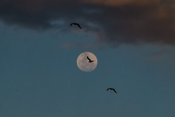 moon with birds