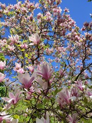 
Magnolia tree blooming with pink flowers in spring with good weather in the garden