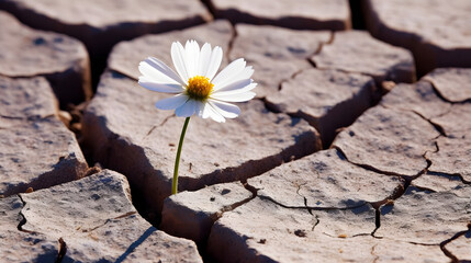 tiny white flower broke through dry cracked earth