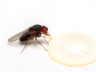 P4230916 fruit fly, Drosophila hydei, feeding on honey, isolated, cECP 2023