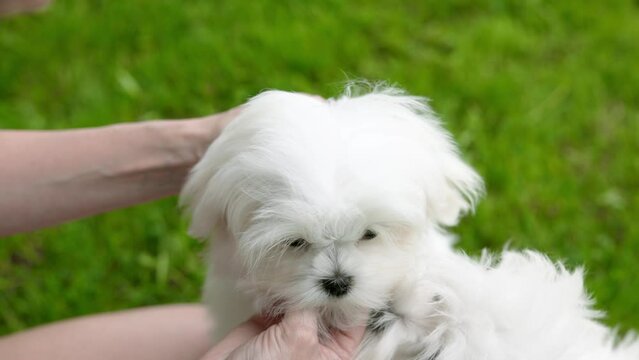 Cute white Maltese dog walks and rests in nature.