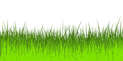 Vector illustration of green grass