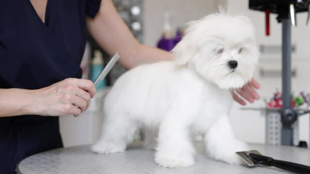 Cute white Maltese dog in a beauty salon for dogs on grooming procedures.