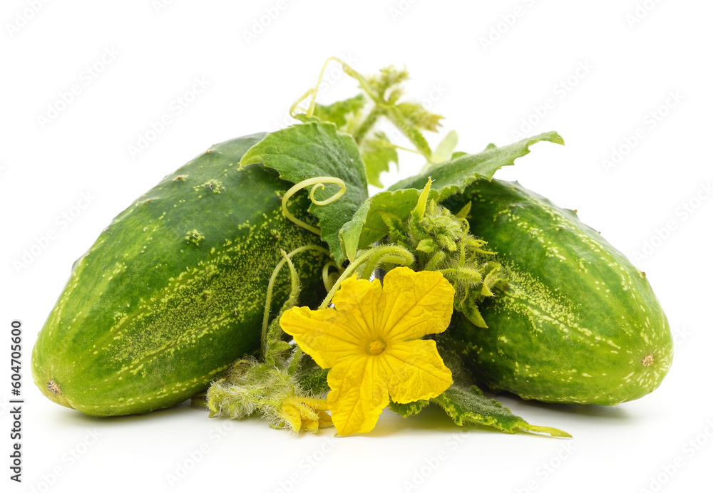 Sticker green cucumbers with leaves and flower.