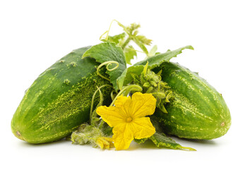 Green cucumbers with leaves and flower.