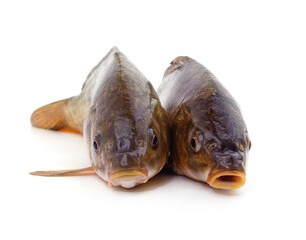 Two big fresh carp.