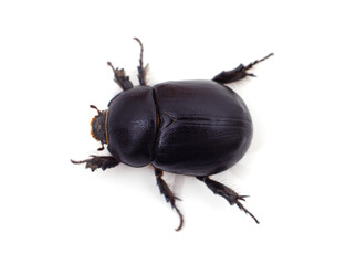 One black beetle.