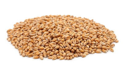 Heap of wheat grains.