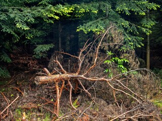 Wiosenny, zielony las o poranku we mgle © Michal45