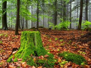 Wiosenny, zielony las o poranku we mgle © Michal45