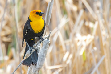 A male yellow-headed blackbird looking to the horizon. Medium-sized blackbird with a yellow head.
