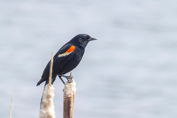 A male Red-winged blackbird Bird, a passerine bird of the family Icteridae found in most of North America.