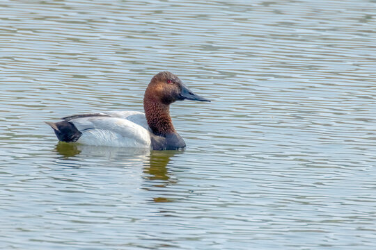 A male canvasback duck or Aythya valisineria. A species of diving duck, the largest found in North America.