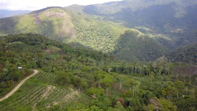 Yungas mountainous jungle in Bolivia
