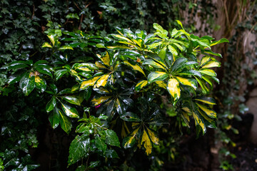 planta verde con lluvia