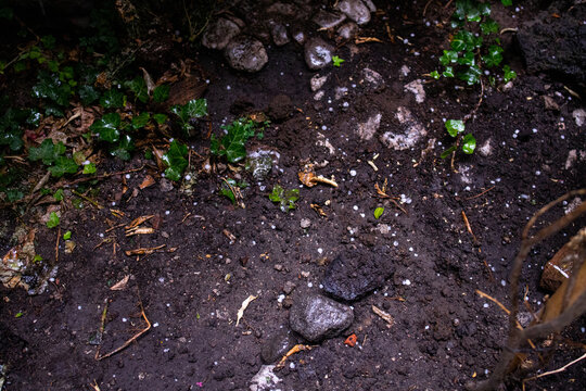 Jardin con granizo