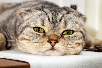 Closeup portrait of Scottish purebred cat lying down on table.