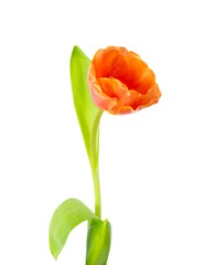 A single orange blooming tulip - 604707622