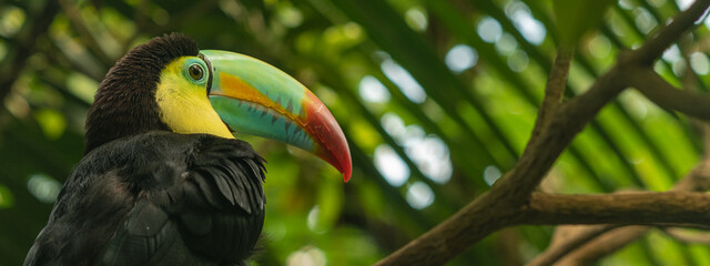 toucan on a branch