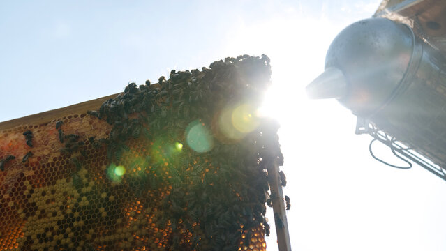Bee smoker, beekeeping device releasing smoke to a movable hive frame and calming honey bees, close-up shot. Beekeeping equipment concept. - Powered by Adobe