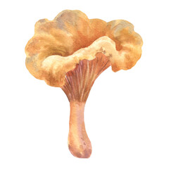 Watercolor Chanterelle Mushroom on white background. Hand painted food illustration.