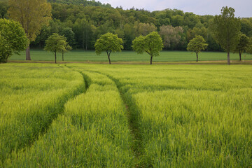field and trees