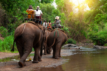 Group tourists to ride on elephant in forest chiang mai, northern Thailand