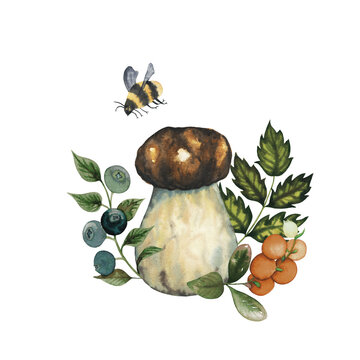 Composition of watercolour wild forest baby edible porcini mushroom with blueberry and cranberry fruits, leaves and bumblebee. Isolated hand drawn illustration on white background.