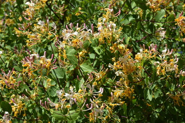 madreselva ,Lonicera implexa