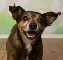 brown and white jack russell chihuahua mix face portrait