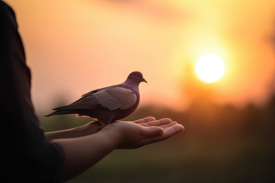 Hands praying and free bird pigeon enjoying nature on sunset background, freedom, hope, faith, belief, better future, independence day, liberty. AI