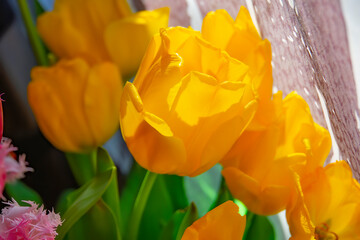 Colorful tulips boquet, soft focus