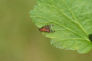 Closeup Chetostoma curvinerve. Family Peacockflies, fruit flies (Tephritidae). On a leaf. Spring, Dutch garden. 