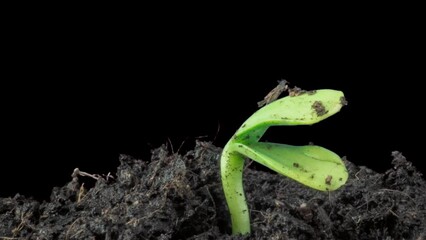 Green sunflower sprouts. Agriculture green field sprouts. Timelapse seed growing, Closeup nature agriculture shoot. Vegetable sprouting from the ground. Sunflower sprout rotation. agriculture business