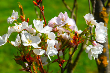 Close-up shot of cherry flowers on a branch