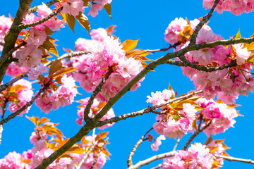 Close-up shot of pink Sakura flowers on a branch