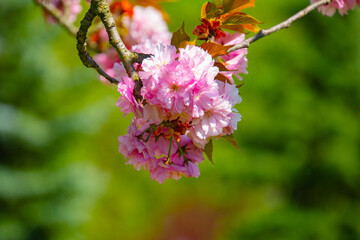 Close-up shot of pink Sakura flowers on a branch