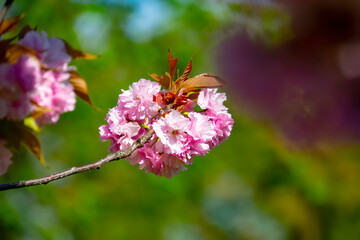 Close-up shot of pink Sakura flowers on a branch