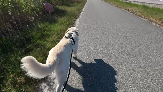 Running and exercising with your dog is a wonderful