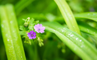 Fioletowe kwiaty (Bosziszek drobny, small crane's-bill, geranium pusillum) wśród zielonych liści...