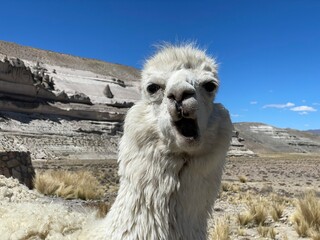Portrait of a funny lama, Peru 