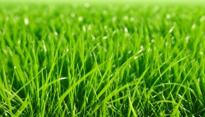 Fototapeta na wymiar Green grass background, grass field background. Grass texture. Generative AI