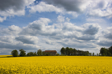 Blühende Rapsfelder im Weserbergland bei Höxter im Frühjahr