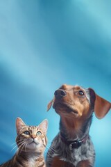 Head shot to adorable cat and dog over blue background with copy space. Generative AI vertical shot