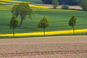 Rapsfelder im Frühjahr - Aufnahme aus dem Weserbergland 