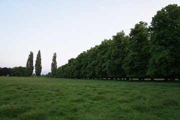 landscape with trees