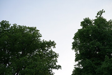trees and sky