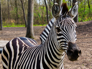 Details of a Grant plains zebra female