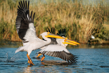 pelicans in flight in delta